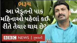 Bharuch: Meet the farmer who earns lakhs by cultivating banana in a short time and sending goods abroad