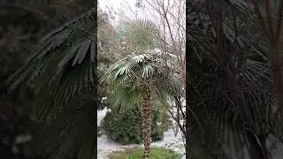 Palm Trees in Ice Storm 2026 #palmtrees #gardening