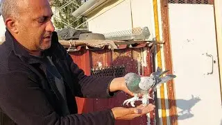 CANGiR AĞA Canlı Güvercin Mezatı Büyük Gün Ve büyük Kuşlar Kendi Emeklerimiz Hazır Kaçıran üzülsün