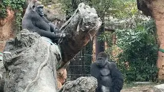 gorlla 大好きなモモコを見つめるハオコ【2025年&lrm;11月11日】【上野動物園】ゴリラ💗