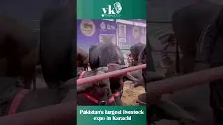 Sindh livestock Expo 2025