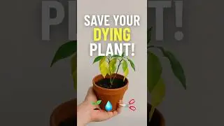 Revive Your Dying Indoor Plant in 3 Easy Steps!