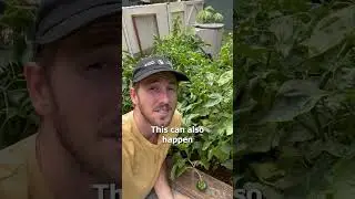 This is What Overwatering Your Garden Plants Looks Like! #shorts #gardening #gadeningtips #garden