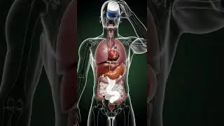 What Happens When Milk Enters Your Body? 🥛🧠#Science#HumanBody#MilkScience#Anatomy#Science