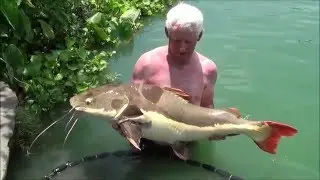 Pete Gregory and a 60lb Amazon red tail catfish