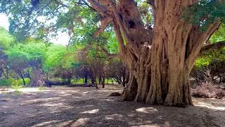 GEEDO 100 SANO IN KABADAN JIRAY O QARSON |Hidden Area | Tree location