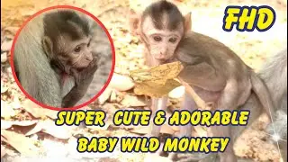 Super Cute and Adorable  Baby Wild Monkey | Animals&Birds168 @hdmonkeys