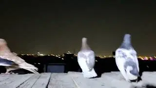 السلام عليكم حبايب قلبي وتحياتي للجميع والمعذره منكم الغوالي والله الوقت ماجاي يساعدني 