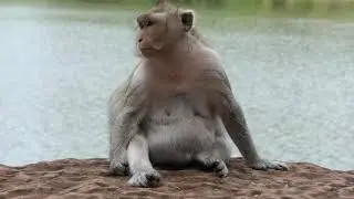 When Carbzilla monkey give birth baby