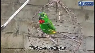 Serindit gacor cocok buat memikat serindit liar