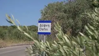 Δάφνη Μεσσηνίας Συγκομιδή Σύκων