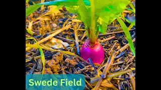 Swede Fields Walking Tour🌱Peaceful Countryside Walk-Relaxing Nature Sounds [4K] ENGLAND