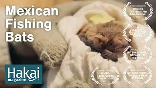 Mexican Fishing Bats