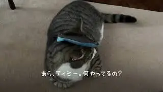 キューガーデンのクリスマスライト