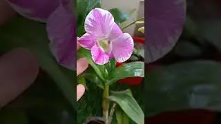 Pots and petals orchid update| 1st flower on orchid plant bought online.