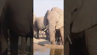 Elephant Drinking at a Waterhole, Namibia.