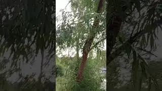 а сегодня все небо в  