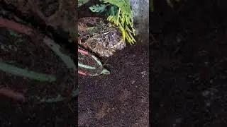 Giant Vs Giant!  Rat Vs Pac Man Frog!!!!!
