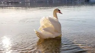 Swan Dance at Tappen Beach, Sea Cliff, Town of Oyster Bay, NY