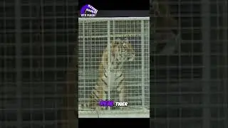 The Untold Truth: A Real Tiger in Gladiator?