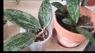 Vlog : hoya , nouvelles plantes et il neige ! 🎅