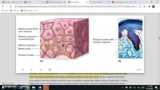 Melanocytes and Melanin Function