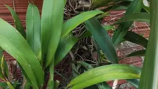orqu&iacute;dea fragans com diferentes folhagens
