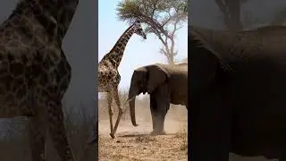 Giraffe Vs Elephant.😮 #animals #wildlife #giraffe #zoo #animalsname #farmanimals #giraffevideo