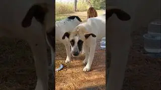 🐾#perros callejeros #dog #amor #trending #puppy #dogs #love
