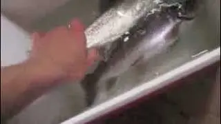 Ice FIshing Trout with powerbait 2014
