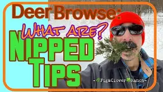 Deer Browse: what is it? What does it look like?