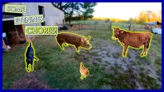 COMPLETING the Evening FARM CHORES | 1st Person POV