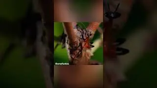 Опасный путь богомола