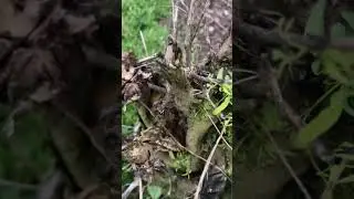 #intothewilderness