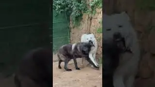 Akbaş T&uuml;rk Kurdu Akbaba vs Kanada kurdu Akbash Turkish dog and a Canadian wolf