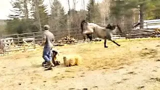 Hugo's First Ride - Saddle Breaking a Horse at Rugged Ridge Forest
