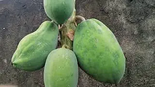 Indentifikasi Tanaman Liliopsida dan Magnoliopsida