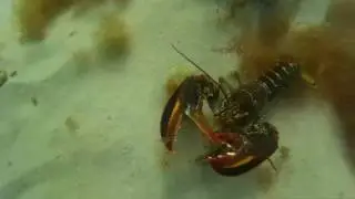 Крабы, скаты, лобстер...