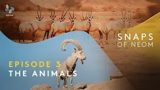 Snaps of NEOM | Teeming with Life