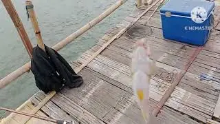 perdana mancing di bagan tanjung pasir banyak sambaran tak terduga strek ikan gurih