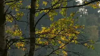 Piäni polku