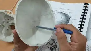 Tepa suyagi. Os parietale. Тепа суяги