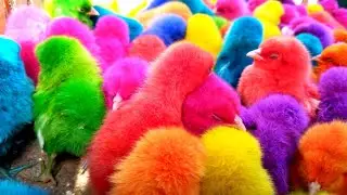 Catch lots of cute chickens rainbow colorful chicks, golden eggs, chicks,hous cute animals.eps #120