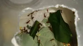 mudan&ccedil;as e como est&aacute; minha col&ocirc;nia de Atta cortadeiras