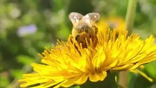 The Social Insect