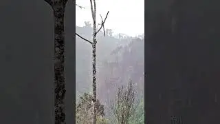 🌧️Real Recording |Heavy Rain in Forest 🌧️ (NO AI)