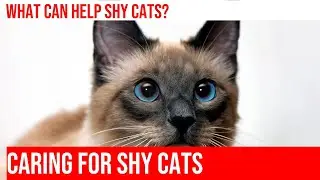 Handling a Shy or Timid Cat: Essential Tips & Techniques