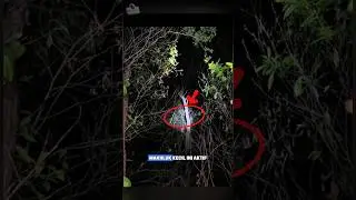 Bukan Kelelawar! Hewan Kecil Ini Justru Hidup di Malam Hari!