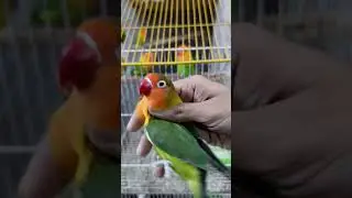 Violet Green Split blue split palefallow ❤️ | #vlog #lovebirds #parrot #lovesigns #trending #shorts