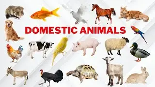 Domestic Animals: Meet Our Furry & Feathered Friends | Kids Fun Leaning